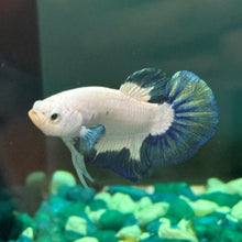 Cargar imagen en el visor de la galería, Teal Iridescent Male Betta | WYSIWYG C7