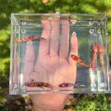 Load image into Gallery viewer, Koi Nemo Betta Sorority Pack