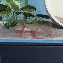 Load image into Gallery viewer, Baby Copper Axolotl