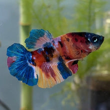 Cargar imagen en el visor de la galería, Primary Colors Candy Koi Male Betta | WYSIWYG