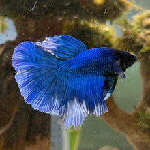 Cargar imagen en el visor de la galería, Blue & White Halfmoon Male Betta | WYSIWYG