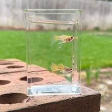 Load image into Gallery viewer, Ribboned Metal Lace Glass Belly Guppy Pair