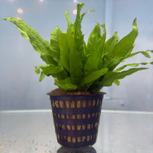 Cargar imagen en el visor de la galería, Java Fern Mother Pot | Live Plant