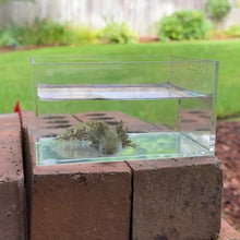 Load image into Gallery viewer, Wild Type Axolotl