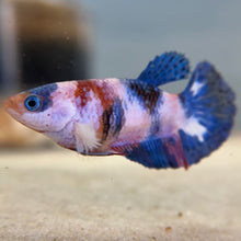 Cargar imagen en el visor de la galería, Candy Female Betta | WYSIWYG