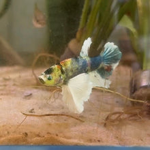 Cargar imagen en el visor de la galería, Glo (Glofish) Dumbo Ear Candy Koi Male Betta | WYSIWYG