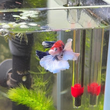 Load image into Gallery viewer, White Lipstick Dumbo Ear Candy Koi Male Betta | WYSIWYG
