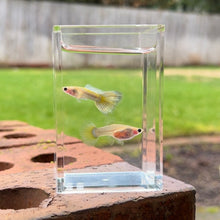 Load image into Gallery viewer, Zombie Glass Belly Guppy Pair