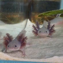Cargar imagen en el visor de la galería, Baby Lavender (Copper Melanoid) Axolotl