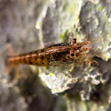 Load image into Gallery viewer, Cull Pack Shrimp | 10 Cull Shrimp