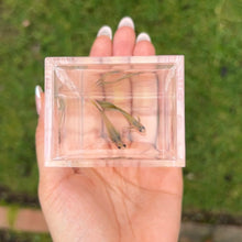 Load image into Gallery viewer, Zombie Glass Belly Guppy Pair