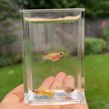 Load image into Gallery viewer, Yellow Lace Glass Belly Guppy Trio