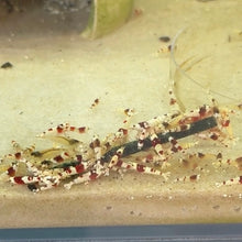 Cargar imagen en el visor de la galería, Crystal Red Shrimp | Caridina cantonensis