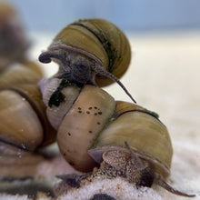 Cargar imagen en el visor de la galería, Japanese Trapdoor Snail Breeding Pair