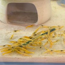 Cargar imagen en el visor de la galería, Goldenback Shrimp | Neocaridina