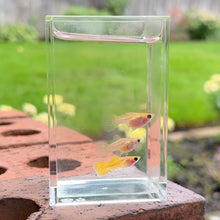 Load image into Gallery viewer, Yellow Lace Glass Belly Guppy Trio