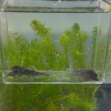 Cargar imagen en el visor de la galería, Blue Phantom Pleco L128