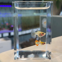 Load image into Gallery viewer, Starburst Glass Belly Guppy Pair