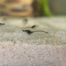 Cargar imagen en el visor de la galería, White Amano Shrimp | Caridina multidentata