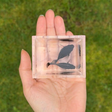 Load image into Gallery viewer, Sailfin Balloon Molly Pair