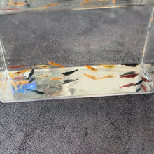 Load image into Gallery viewer, Skittle Pack of Shrimp