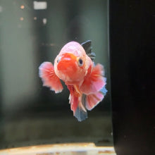 Load image into Gallery viewer, Pastel Dumbo Rainbow Candy Koi Male Betta | WYSIWYG