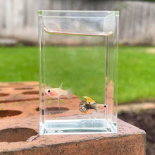 Load image into Gallery viewer, Ribboned Tucan Glass Belly Guppy Pair