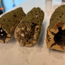 Cargar imagen en el visor de la galería, Christmas Moss on Large Cholla Driftwood Tunnel Tubes (live plant attached)