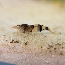 Load image into Gallery viewer, Raccoon Tiger Shrimp | Caridina (Raised in Neo Parameters)