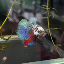 Load image into Gallery viewer, Bold Galaxy Candy Koi Male Betta | WYSIWYG B3