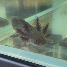 Cargar imagen en el visor de la galería, Baby Melanoid Axolotl
