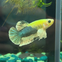 Load image into Gallery viewer, Glo Betta Fish Dumbo Ear | WYSIWYG C4