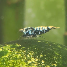 Cargar imagen en el visor de la galería, Black Galaxy Fishbone Shrimp | Caridina cantonensis