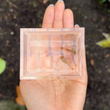 Load image into Gallery viewer, Tiger Koi Mosaic Glass Belly Guppy Pair