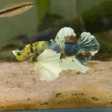 Cargar imagen en el visor de la galería, Glo (Glofish) Dumbo Ear Candy Koi Male Betta | WYSIWYG