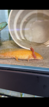 Cargar imagen en el visor de la galería, "Honeybee" Baby Golden Albino Axolotl | WYSIWYG
