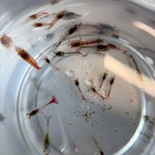 Load image into Gallery viewer, Cull Pack Shrimp | 10 Cull Shrimp
