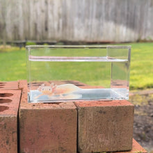 Load image into Gallery viewer, Blue-Gill Dirty Leucistic (Lucy) Axolotl