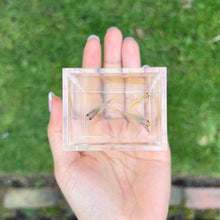 Load image into Gallery viewer, Ribboned Banana Glass Belly Guppy Trio