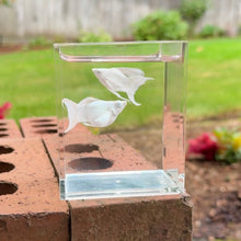 Load image into Gallery viewer, Platinum Blue Eye Balloon Molly Pair