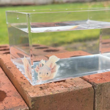 Load image into Gallery viewer, Blue-Gill Dirty Leucistic (Lucy) Axolotl