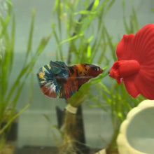 Load image into Gallery viewer, Rainbow Candy Koi Male Betta | WYSIWYG