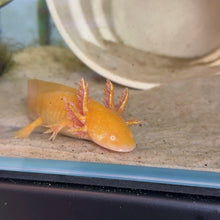 Cargar imagen en el visor de la galería, "Honeybee" Baby Golden Albino Axolotl | WYSIWYG
