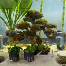 Load image into Gallery viewer, Christmas Moss on Medium Twisted Bonsai Driftwood Tree