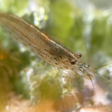 Cargar imagen en el visor de la galería, XXL Giant Amano Shrimp | Caridina multidentata
