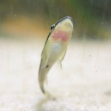 Load image into Gallery viewer, Otocinclus Catfish | Algae Eater