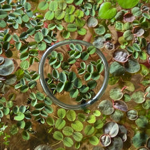 Load image into Gallery viewer, Velvet Water Spangles | Live Floating Plant