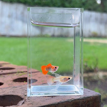 Load image into Gallery viewer, Ribboned Clementine Glass Belly Guppy Pair