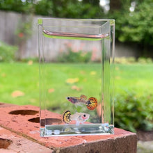 Load image into Gallery viewer, Red Tiger Mosaic Glass Belly Guppy Pair