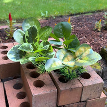 Load image into Gallery viewer, Realistic Artificial Aquarium Plant | Multi-Pack